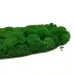 Круги из мха
