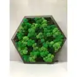 Сота с мхом «3 Ягеля»