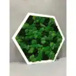 Сота с мхом «3 Ягеля»
