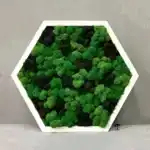 Сота с мхом «3 Ягеля»