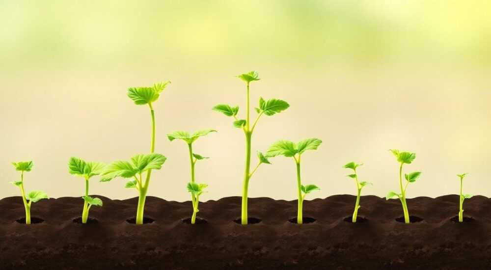 Сельдерей листовой выращивание из семян когда сажать на рассаду